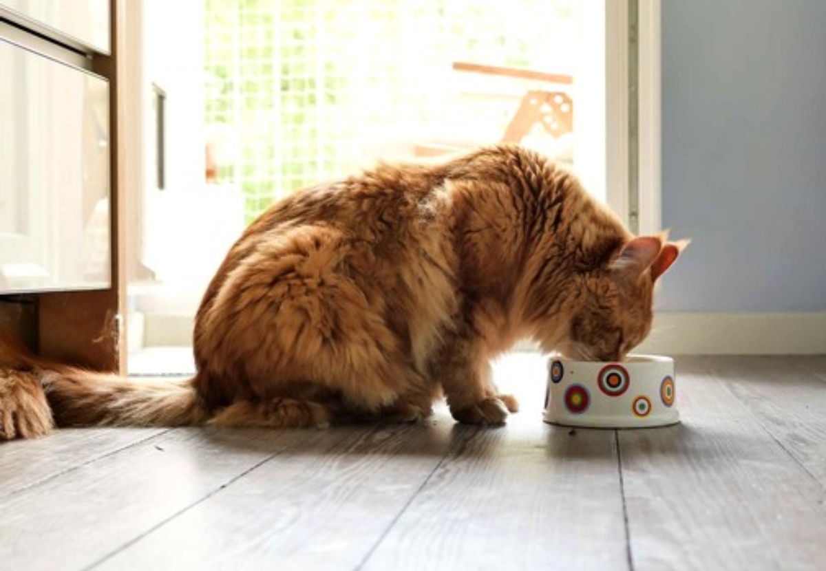 Recalls Have 60% of Pet Parents Concerned About the Safety of Dog and Cat Food