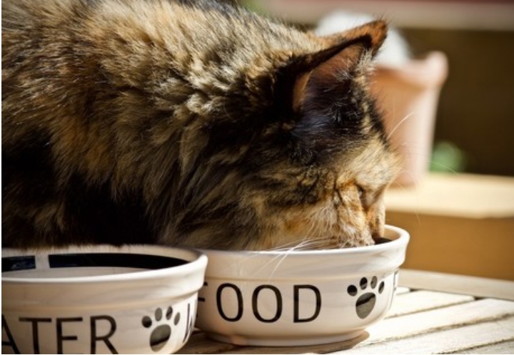 Unique Nutritional Needs of Cats