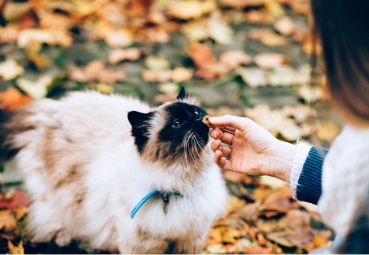 A Fundamental Concept for Pet Food Formulation