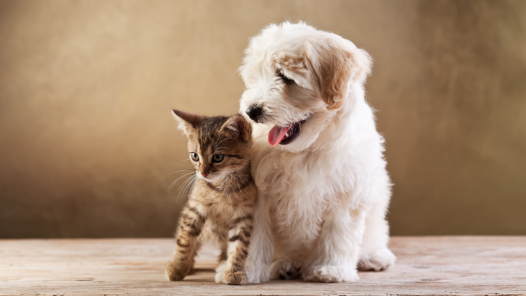 Maximizing pet food nutrition