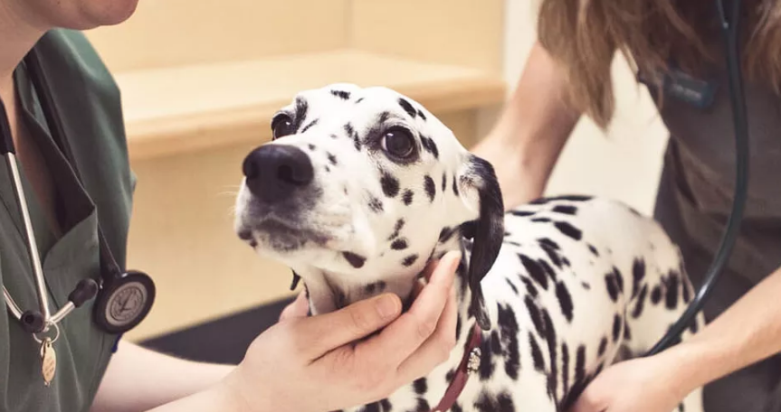 The most prone dog breeds