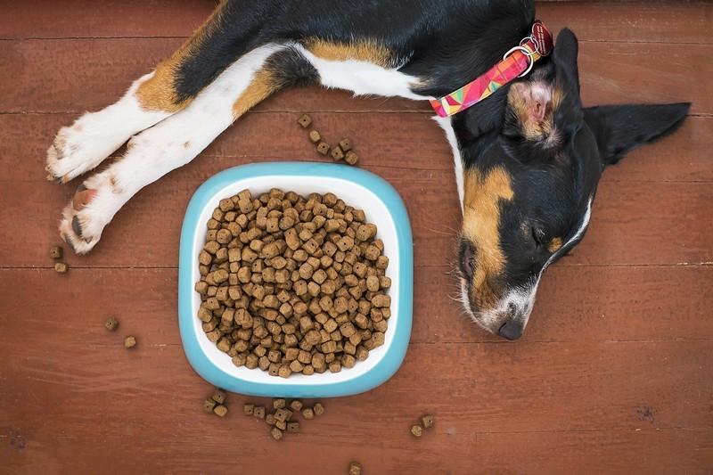 online Pet Food market in Latin America