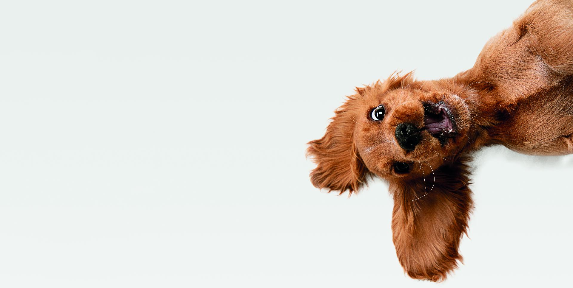 Does Food Affect the Mood of Dogs?