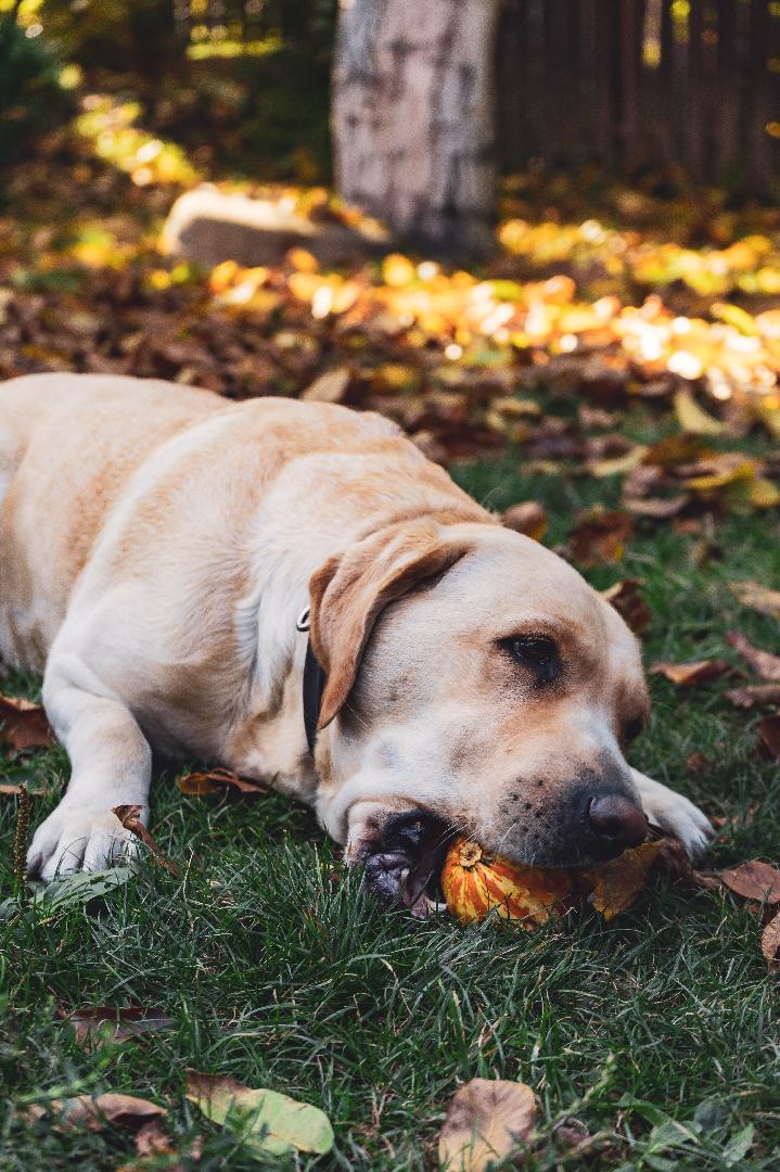 Ingredients making their way into the petfood industry Ingredients that are making their way into the Pet Food Industry