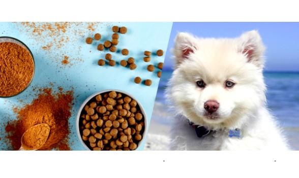 QRILL Pet: One Ingredient, Many Benefits