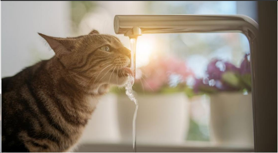 The most important nutrient for our pets