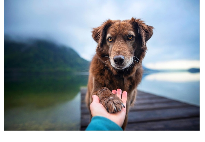 Veramaris announces rich, sustainable algae Omega-3 for pets Breakthrough for pet health and sustainability