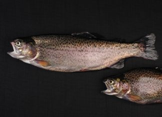New Atlantic salmon standards set by G.A.P.