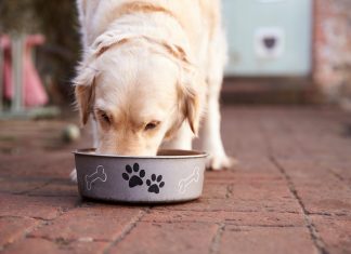 G.A.P.-certified petfood from The Honest Kitchen