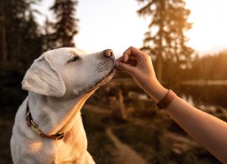 Simmons Pet Food announces new projects in the pipeline