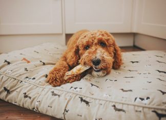 Petco now stocks plant-based jerky and rawhide alternatives