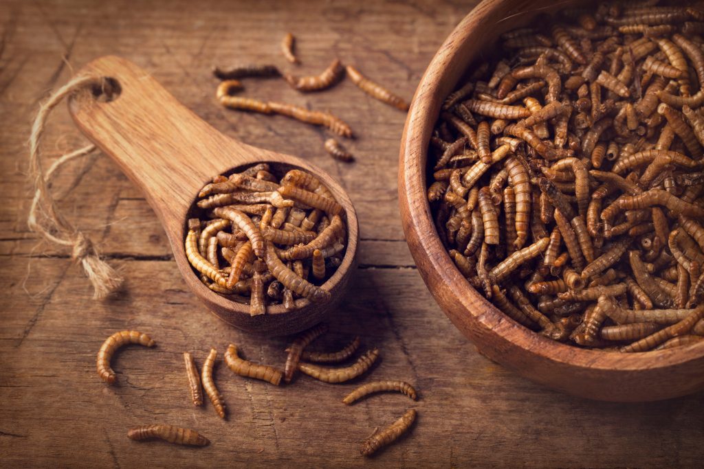 mealworm-receives-positive-assessment