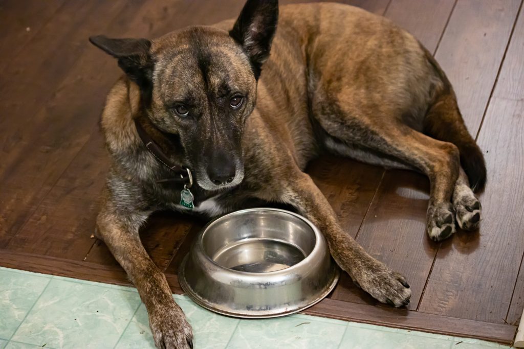 primal-pet-foods-issues-voluntary-recall