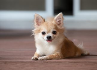 Purchase plans to buy three petfood manufacturing plants