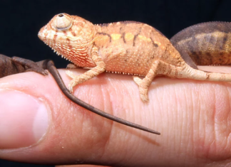 Reptiles: An examination of their nutrition & feeding habits