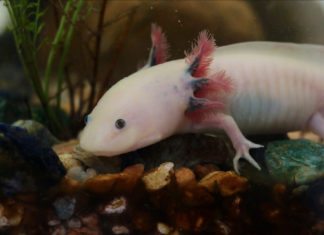 what do axolotl eat: The types of food that are both nutritional and enjoyable for axolotls axolotl image