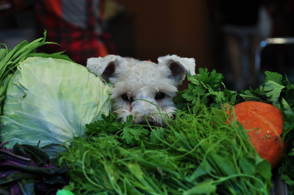 veggie