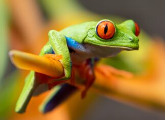 The nutritional requirements of your froggy friend