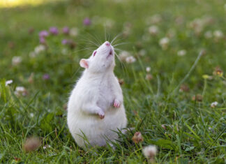 Providing right nutrition for your pet rats