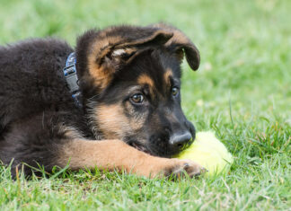 The Concept of immunonutrition in animal and pet nutrition