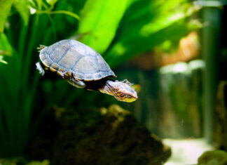 All about Aquatic Turtles and their nutritional needs