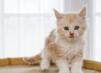 Small Animal Nutrition course