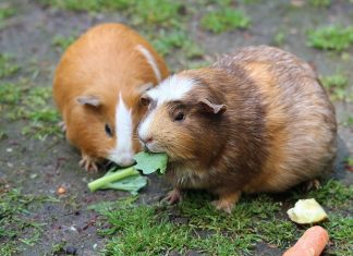 Guinea pigs and their eating habits