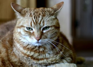 The Role of Nutrition in Muscle Strength, Health & Development in Cats