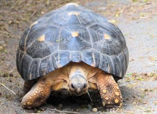 Tortoise nutrition: Feeding and caring for what’s under the shell