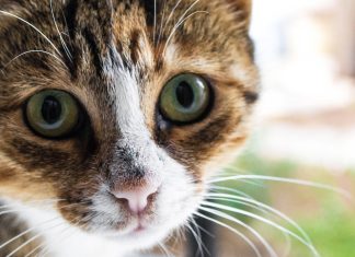 Niacin: the essential micronutrient for cat health