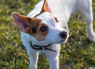 Thiamine in Dogs