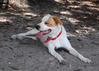 Fighting cancer in our pets through enhanced understanding of nutrition and better diets