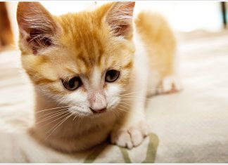 Coenzyme Q10 and its Role in Animal Nutrition