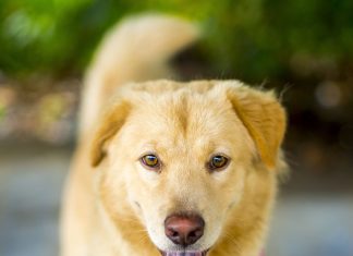 Pet Food Institute expands global reach with USDA’s RAPP initiative