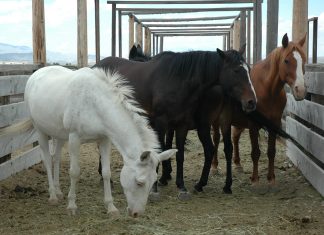 American pet owners increase investment in birds, small animals, and horses