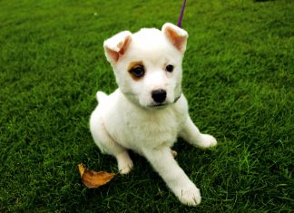 Survey reveals North American puppy owners feel overwhelmed by petfood choices