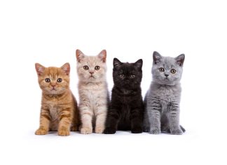 ADM study shows improvement in cat digestive health with supplemented diet