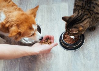 Study Links Petfood Microplastics to Packaging
