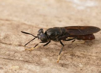 Packaged Feeds partners with FreezeM to enhance insect farming operations