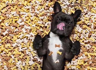 JustFoodForDogs expands fresh dog food offerings at PetSmart