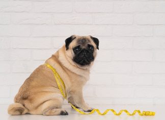 Obesity In Dogs and Cats: How To Ensure Pet Well-Being