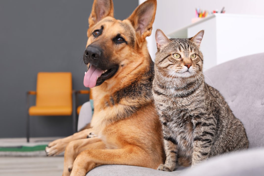 2025 APPA Dog & Cat Report shows record-breaking rise in cat ownership ...