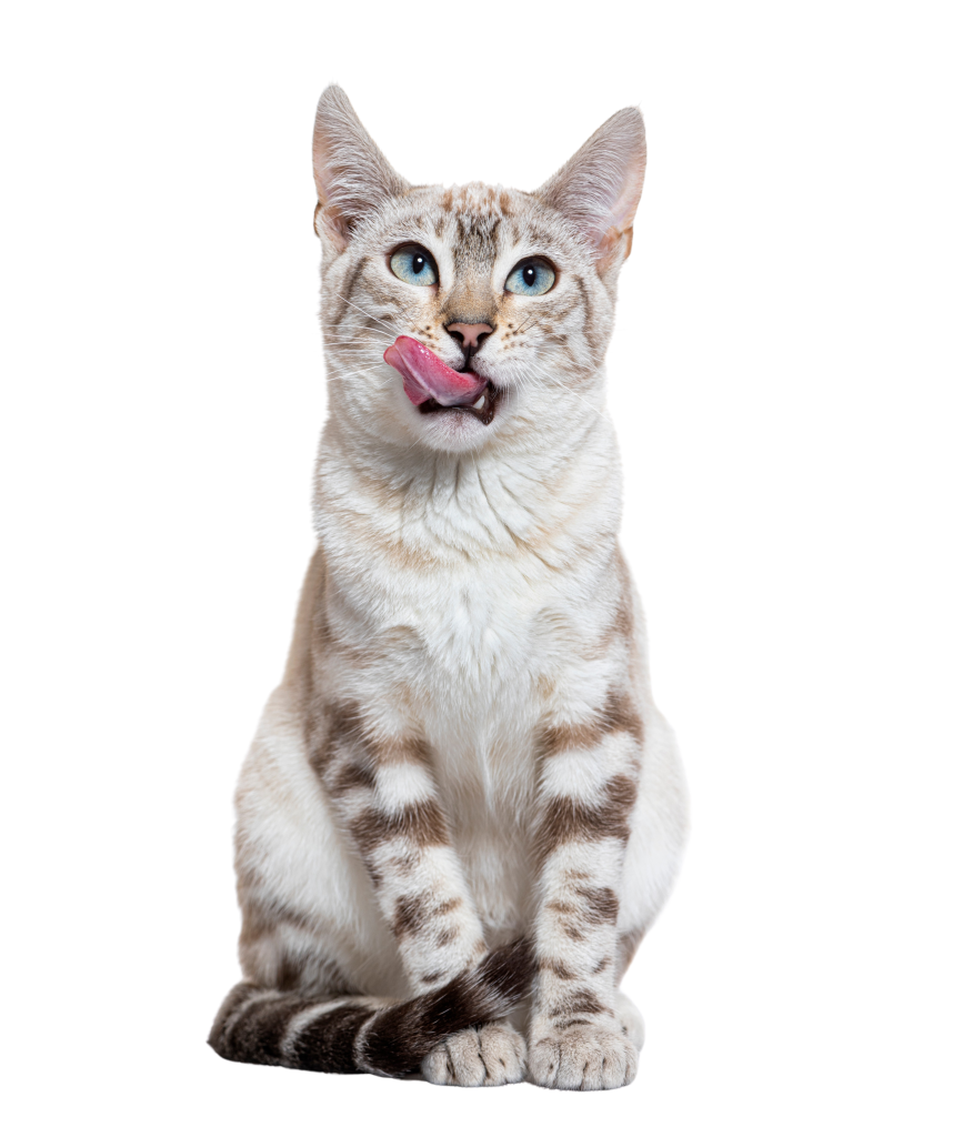 Pet Honesty Adobe image
