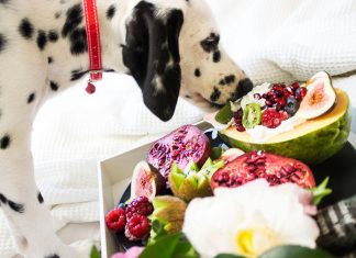 Plant-Based Pet Food Market to Surpass US$1B by 2033 Plant-based pet food
