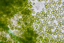Photosynthesis and Pet Nutrition, Enabling the next generation of functional marine ingredients