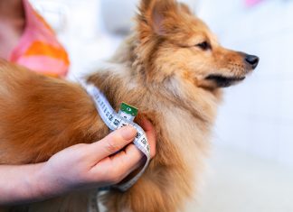 Gut Health for Pets, Powered by prebiotic fibre