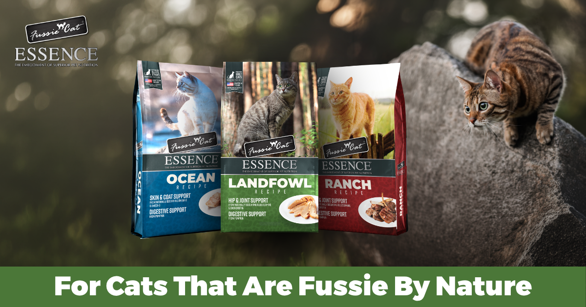 Fussie Cat