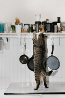Pets at Home