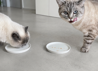 BioCraft Cultivated Cat Treat Matches Market Leader BioCraft