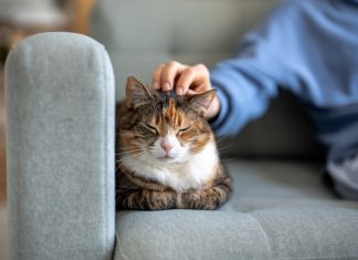 Rising Pet Care Costs Reshape US Pet Ownership Pet Care